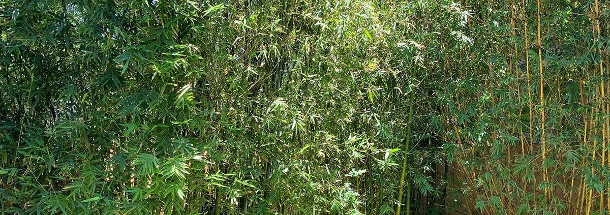 Bamboo Landscape Design in Orlando, Florida by BLG Environmental Services