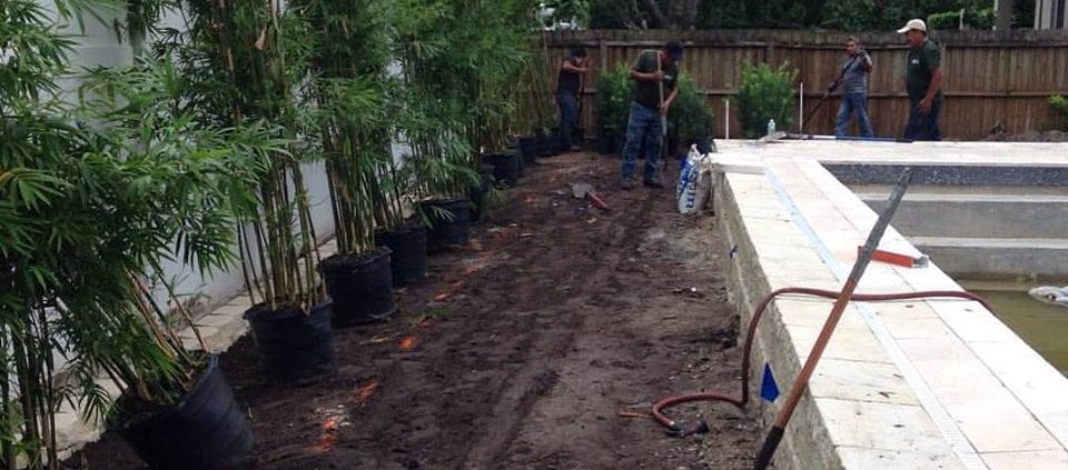 Bamboo Trees for a New Construction Landscape Design and Installation Project in Orlando, Florida