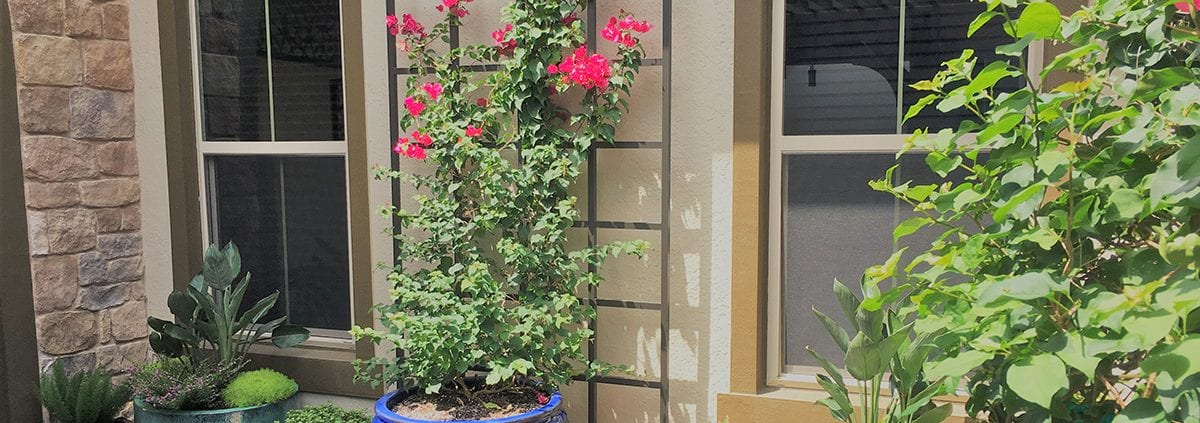 Orlando Landscape Design by BLG Environmental Services