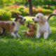 Dog-friendly landscaping by BLG Environmental Services: Your Trusted Pet-Friendly Landscape Design Company in Orlando Florida