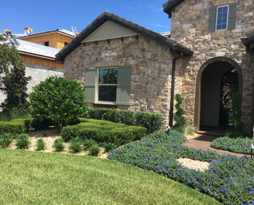 Front yard landscape design in Orlando, Florida featuring manicured hedges, ornamental trees, blue flowering groundcover, and a paver walkway leading to a stone-faced home.